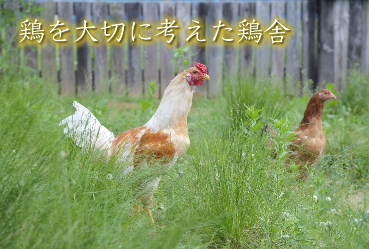 陽光が降り注ぐ風通しの良い鶏舎と、自然環境に近い屋外運動場で放し飼いにしています。