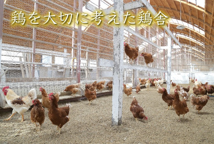 陽光が降り注ぐ風通しの良い鶏舎と、自然環境に近い屋外運動場で放し飼いにしています。