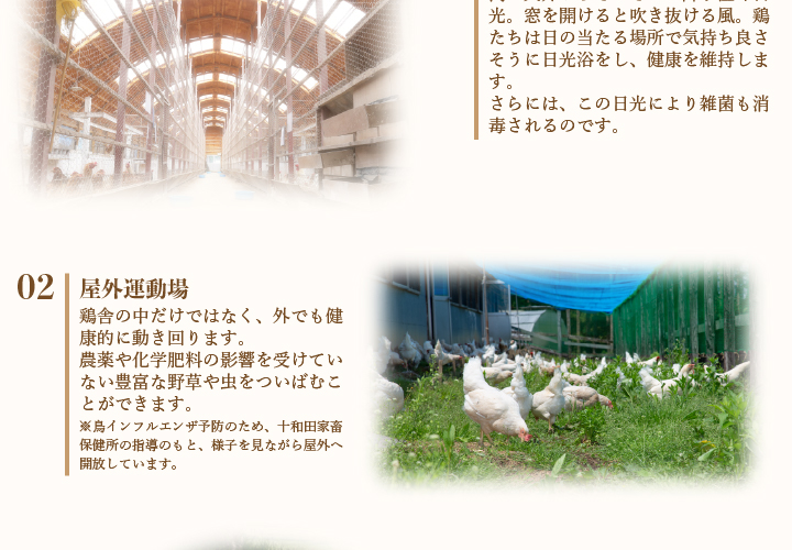 屋外運動場。鶏舎の中だけではなく、外でも健康的に動きまわります。農薬や化学肥料の影響を受けていない豊富な野草や虫をついばむことができます。